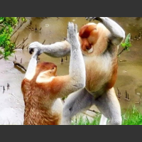 Małpa nosacz tańczy świętuje bawi się