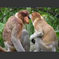 Dwie małpy nosacze