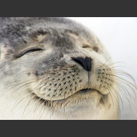 Zadowolona uśmiechnięta foka foczka