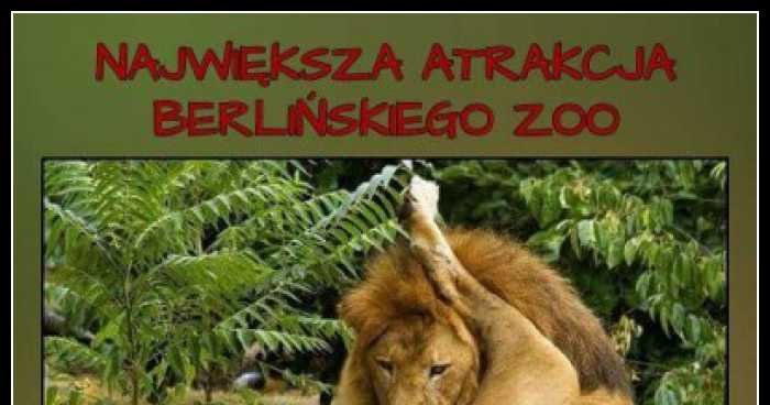 Największa atrakcja Berlińskiego Zoo Lew Joachim memy ...