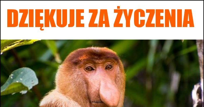 DZIĘKUJE ZA ŻYCZENIA memy, gify i śmieszne obrazki facebook, tapety