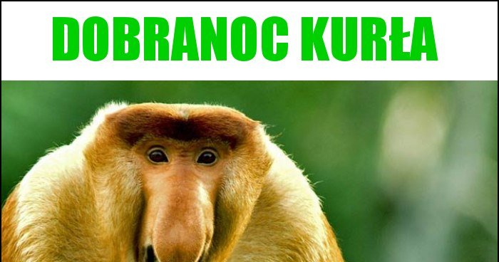 Dobranoc Kurla Memy Gify I Smieszne Obrazki Facebook Tapety Demotywatory Zdjecia