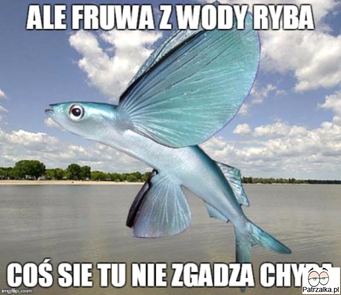 Ale fruwa z wody ryba coś się tu nie zgadza chyba