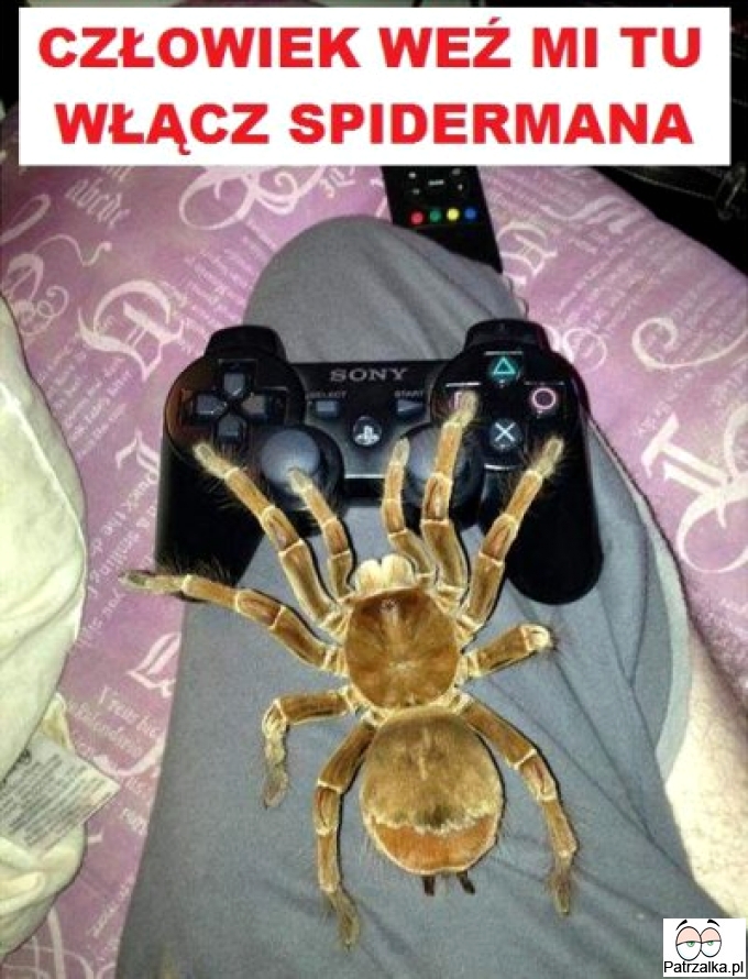 Człowiek weź mi tu włącz spidermana