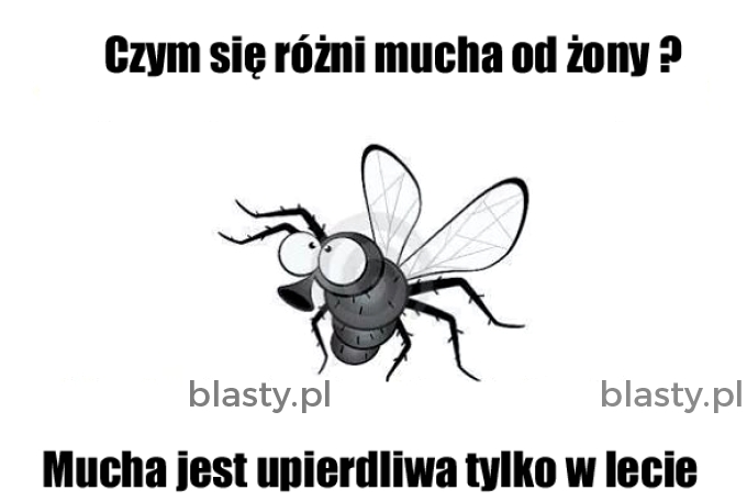 Czym się różni mucha od żony