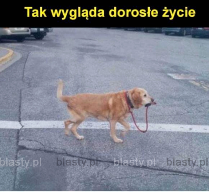 Dorosłe życie