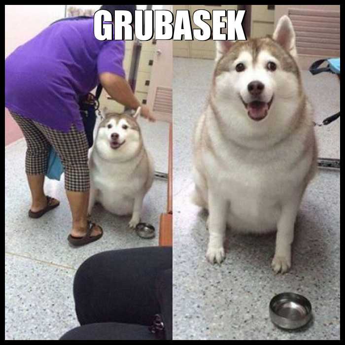 Grubasek