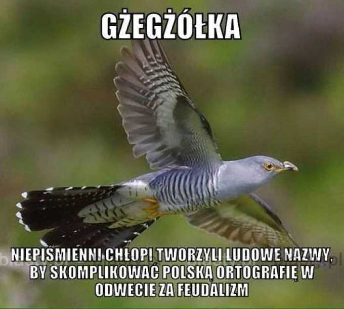 Gżegżółka