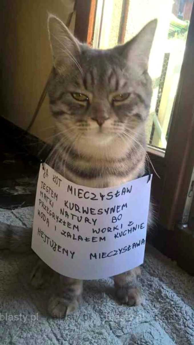 Ja kot mieczysław