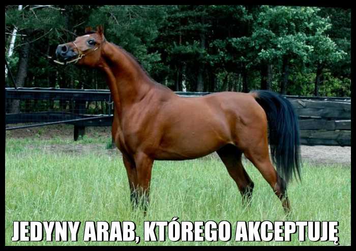 Jedyny Arab, którego akceptuję