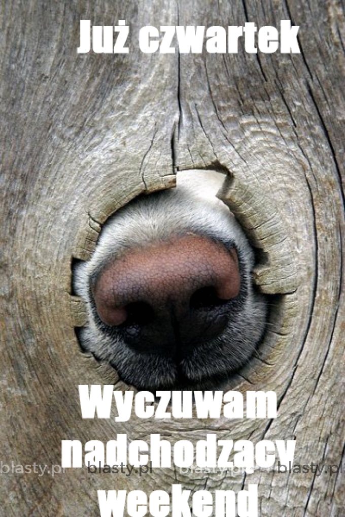 Już czwartek wyczuwam nadchodzący weekend memy, gify i śmieszne obrazki