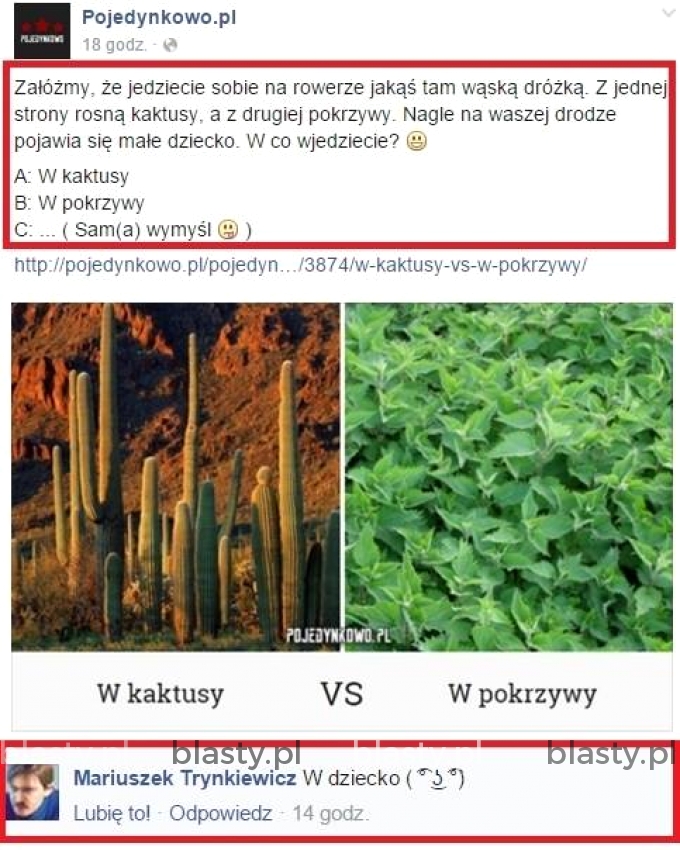 kaktusy vs pokrzywy