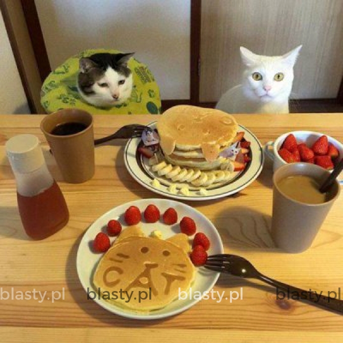 Kiedy na śniadanie serwują kota