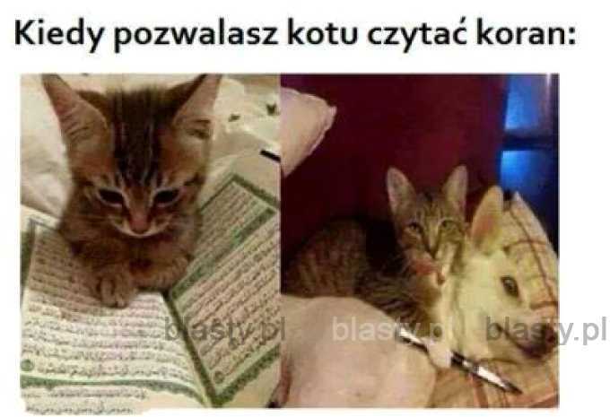 Kiedy pozwalasz kotu czytać koran