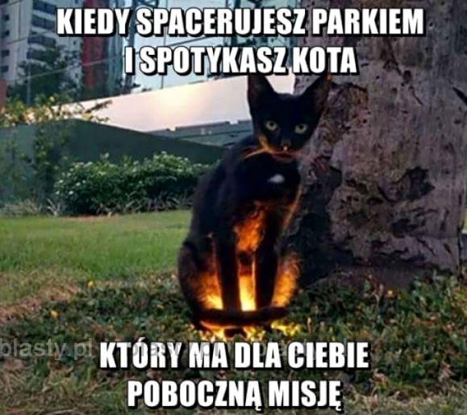 Kiedy spacerujesz parkiem i spotykasz kota