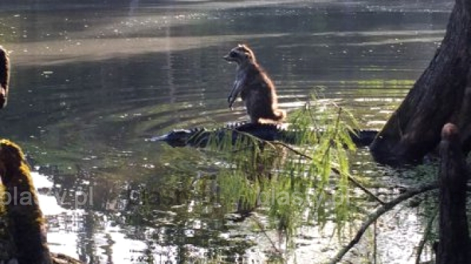 Kiedy wykorzystujesz sytuację, żeby przejechać się na aligatorze