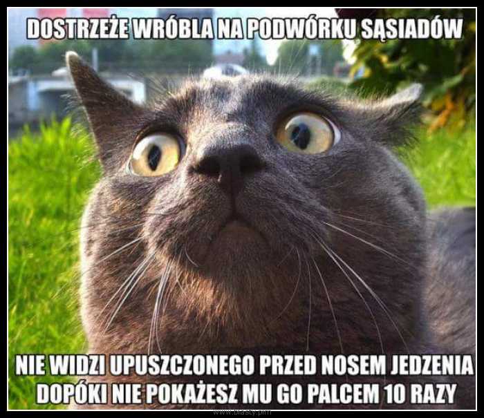 Kot mistrz spostrzegawczości