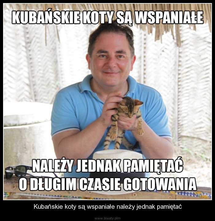 Kubańskie koty są wspaniałe należy jednak pamiętać