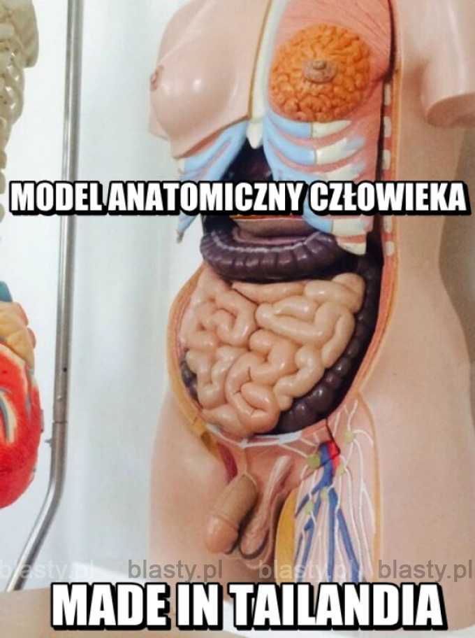 Lekcja anatomii w Tajlandii.