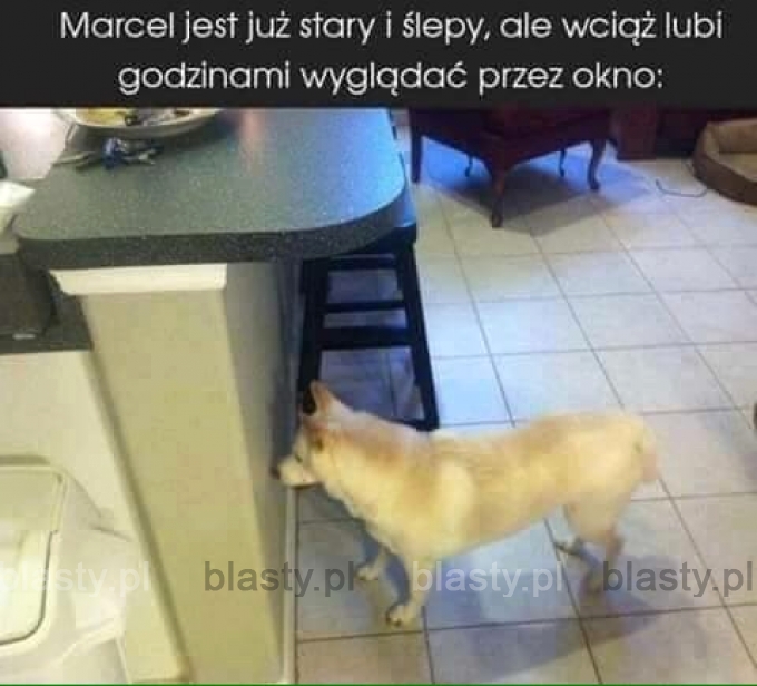 Marcel jest już stary i ślepy