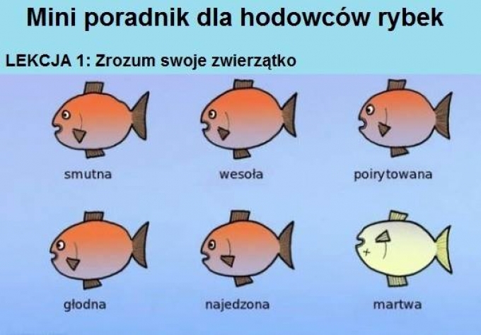 Mini poradnik dla chodowców rybek