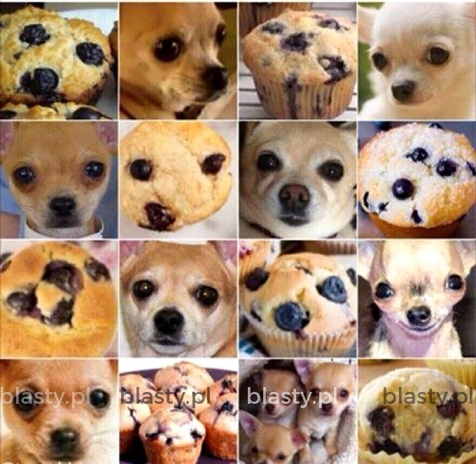 Muffin dog