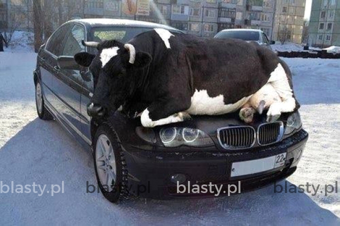Myślałem, że jak kupię BMW to poznam fajną laskę. - A tu jakaś krowa się do mnie przykleiła