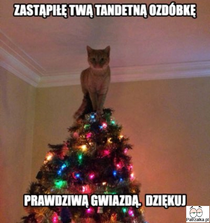 Prawdziwa gwiazda na swoim miejscu