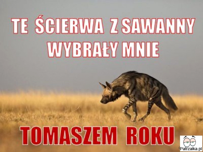 Te ścierwa z sawanny wybrały mnie Tomaszem roku