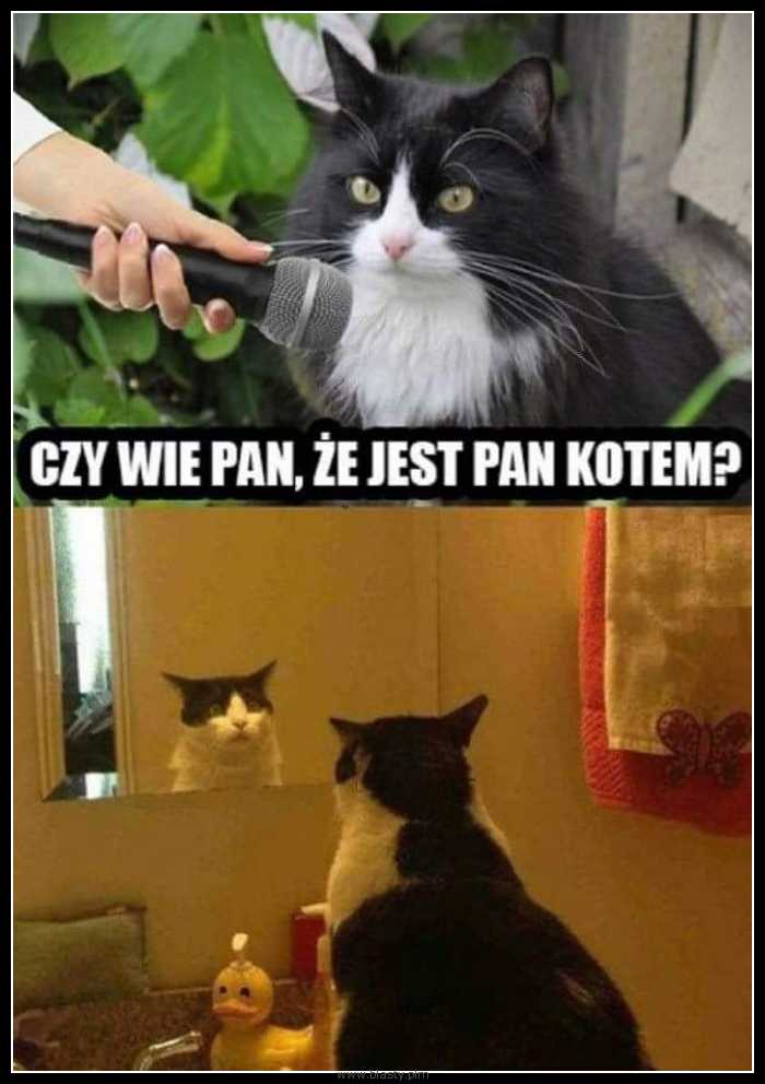 Czy wie Pan, że jest kotem