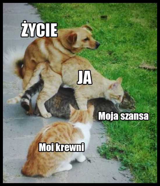 Drabina życia