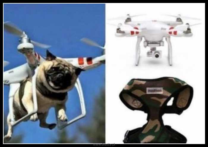Dron dla psa