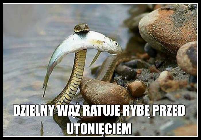 Dzielny wąż ratuje rybę przed utonięciem