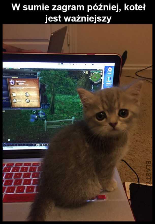 Kot na laptopie