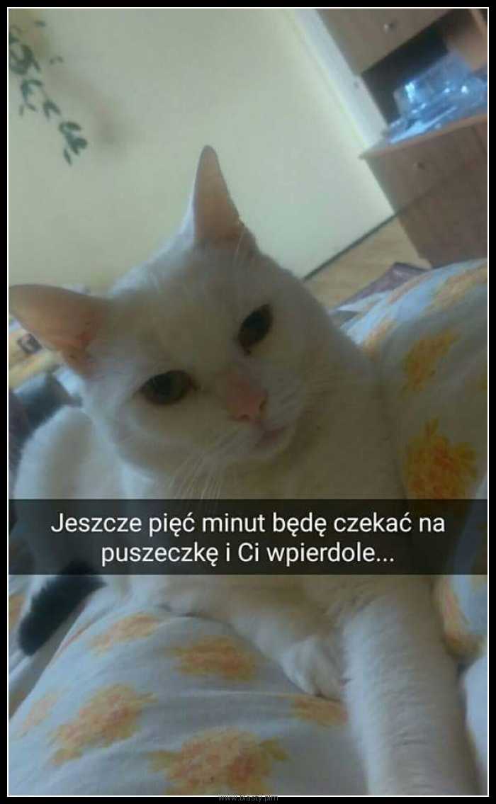 Nie zadzieraj z kotami