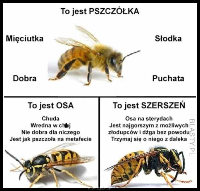 Porównanie pszczółka vs osa vs szerszeń