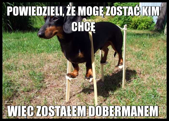 Powiedzieli, że mogę zostać kim chcę więc zostałem dobermanem