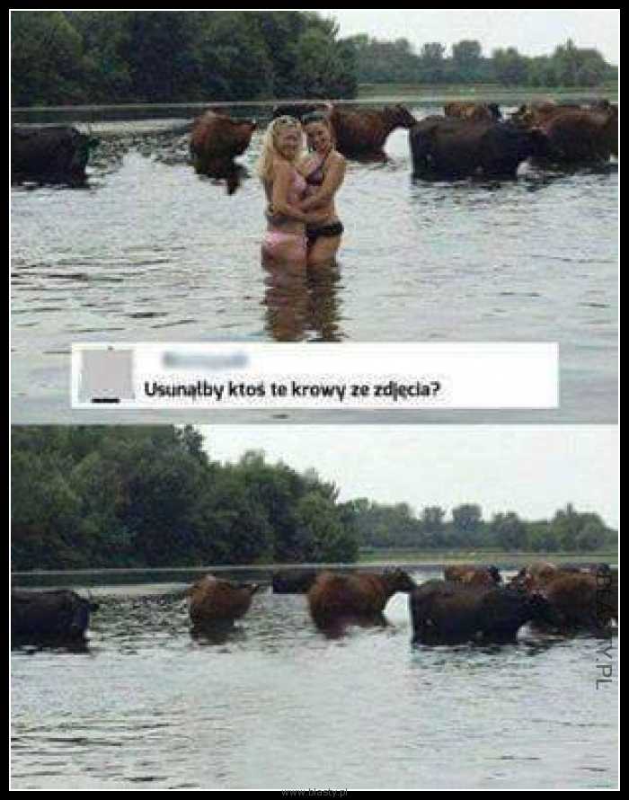 Usunąłby ktoś te krowy ze zdjęcia