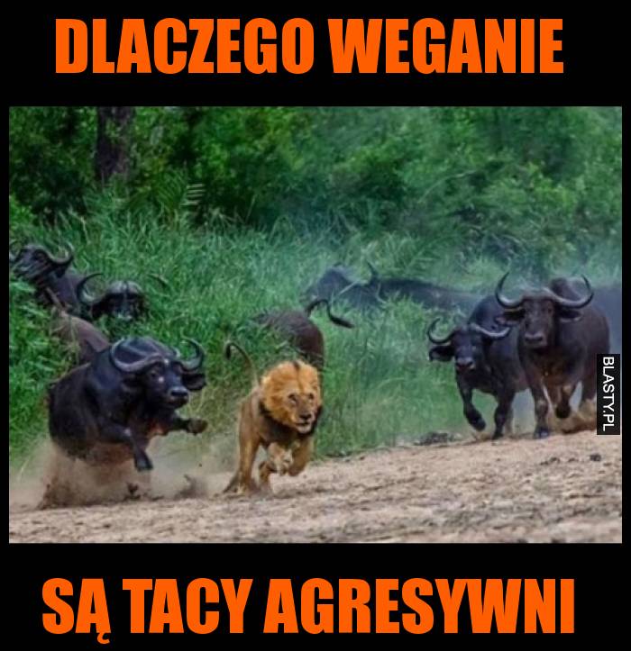 Dlaczego weganie są tacy agresywni