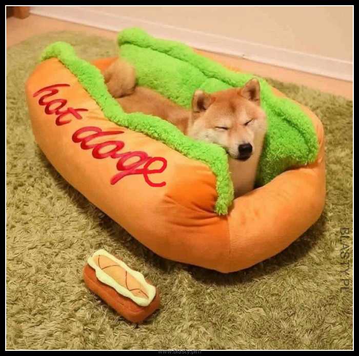 Hot dog