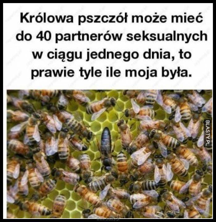 Królowa pszczół może mieć do 40 partnerów seksualnych w ciągu jednego dnia