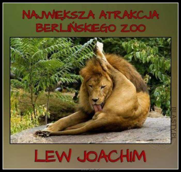 Największa atrakcja Berlińskiego Zoo Lew Joachim
