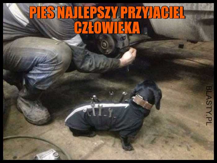 Pies najlepszy przyjaciel człowieka