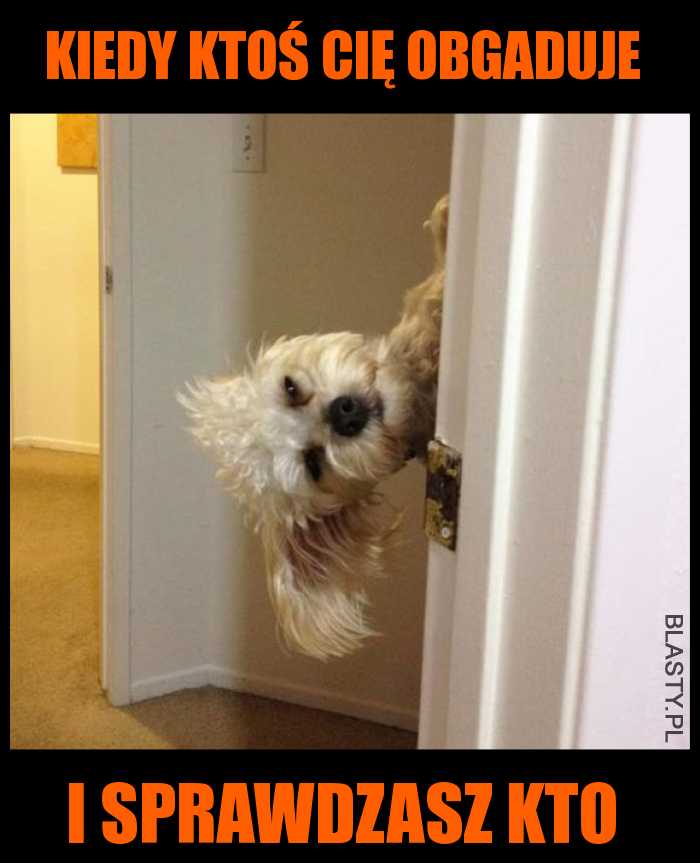 Pies zerka przez drzwi