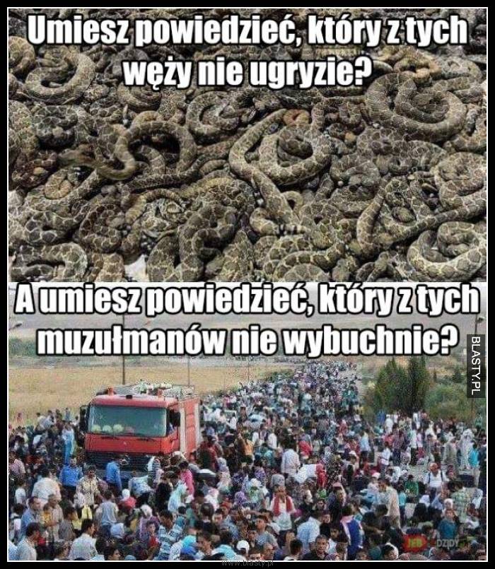 Umiesz powiedzieć, który z tych węży nie ugryzie ?