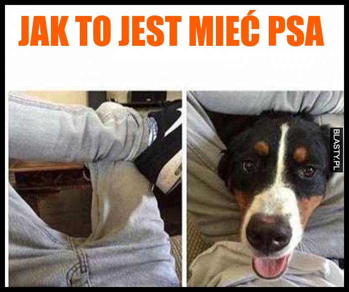 Jak to jest mieć psa