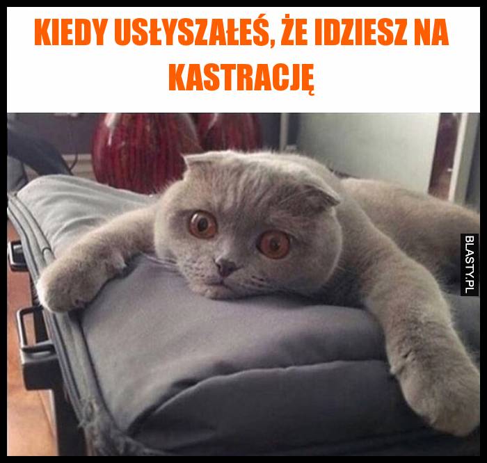 Kiedy usłyszałeś, że idziesz na kastrację