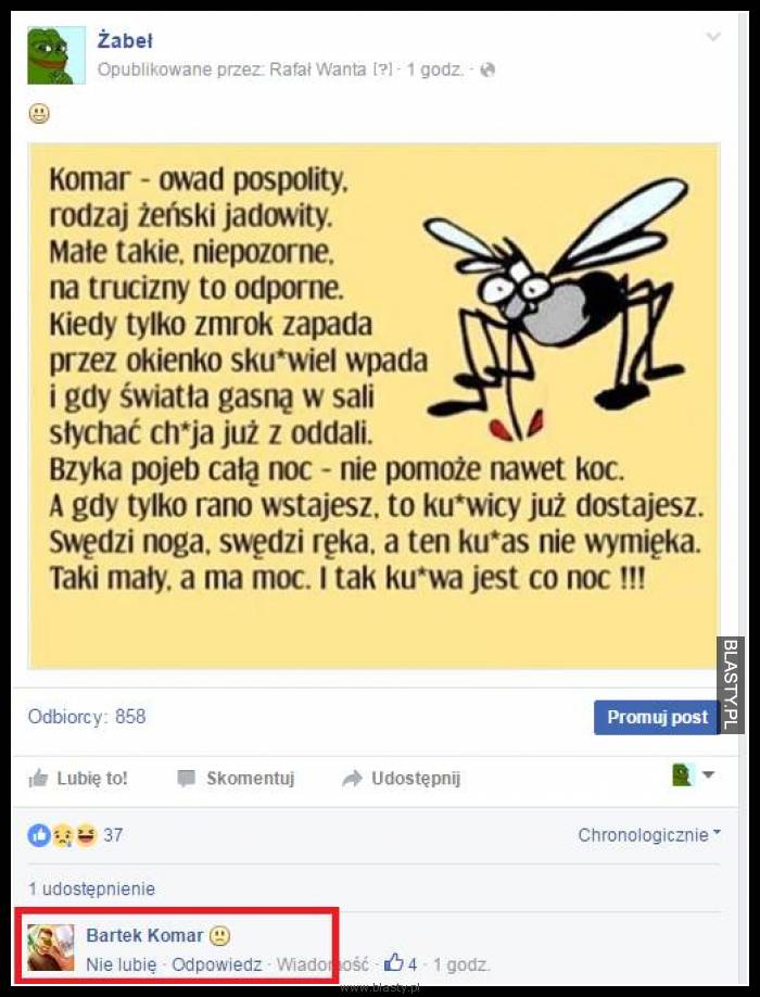 Komar owad pospolity
