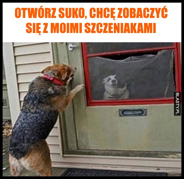 Otwórz suko, chcę zobaczyć się z moimi szczeniakami