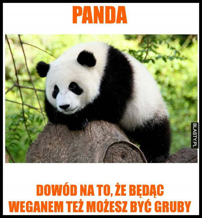 Panda dowód na to, że będąc weganem też możesz być gruby